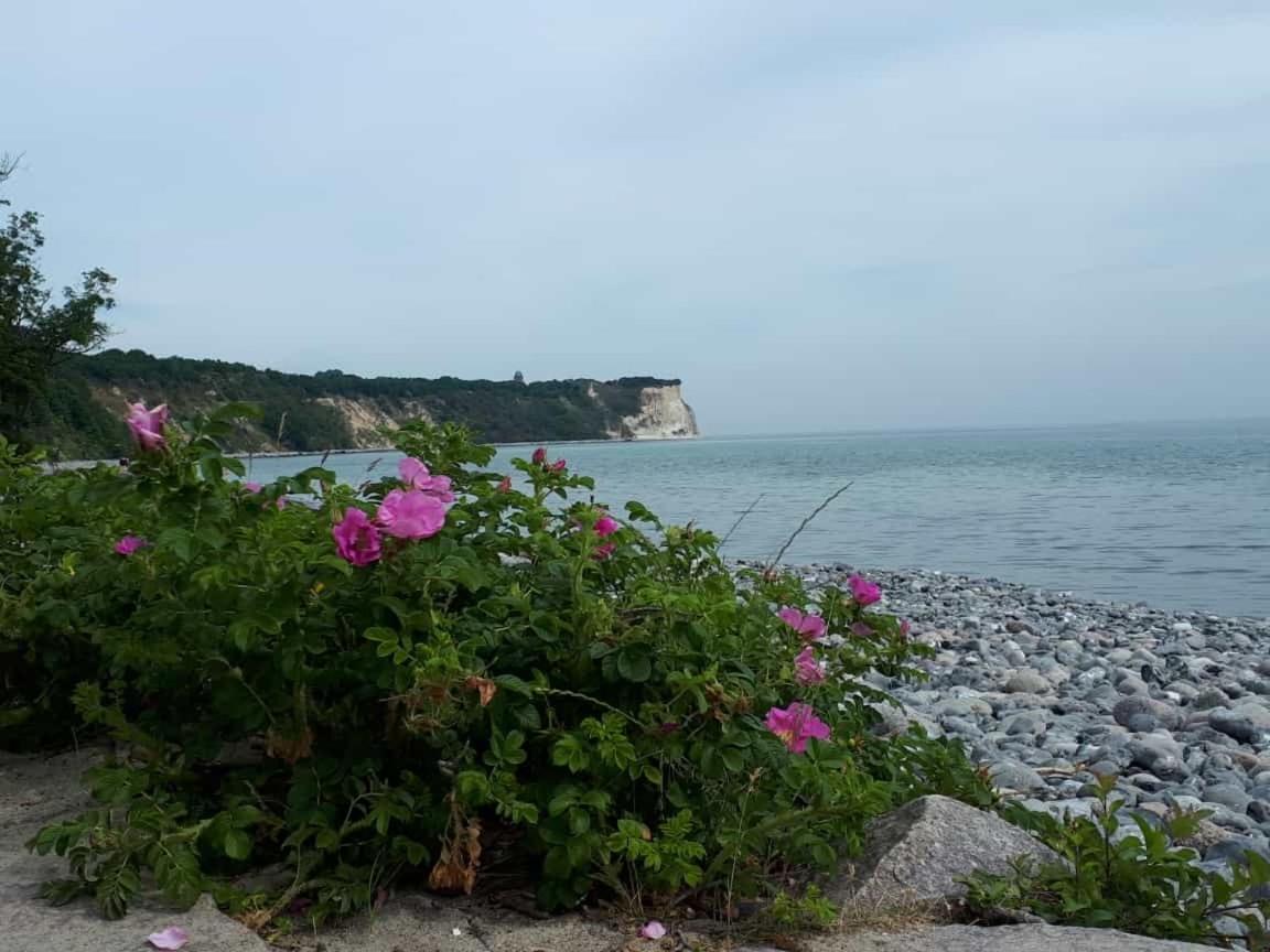 Hering Fewo I Apartment Terrace Wiek auf Rügen Exteriör bild